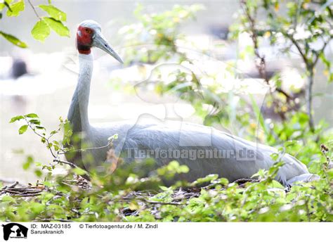 Ausgewachsen kann das tier bis zu 600 pfund schwer werden. MAZ-03185 - Saruskranich Bilder Stockbilder kaufen ...