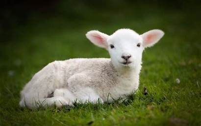 Wallpapers Sheep Animal Animals Cow Lamb Background