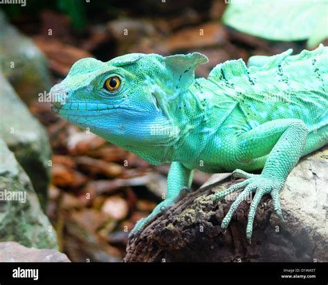 Plumed Basilisk Lizard Stock Photo Alamy