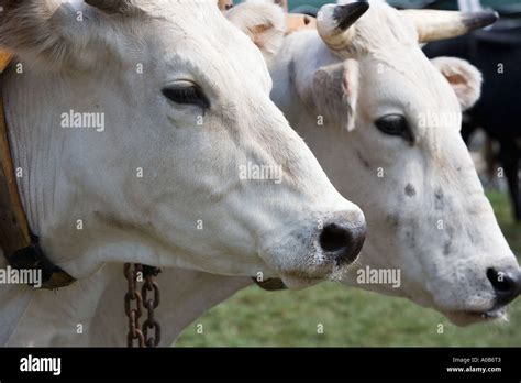 Pair Of White Oxen Stock Photo Alamy