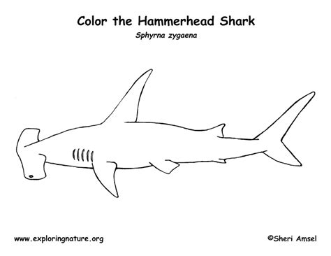 Shark Hammerhead Coloring Page Exploring Nature Educational Resource