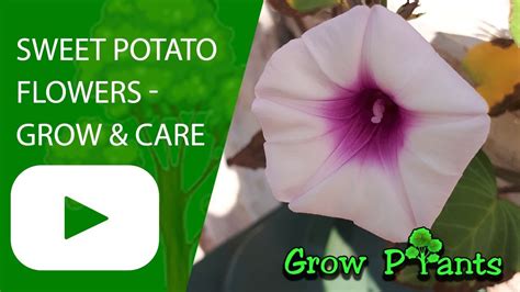 Sweet Potato Flowers Grow And Care