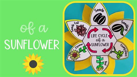 Life Cycle Of A Sunflower Plant Activity For Kids Free Digital