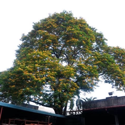 Philippine National Tree Narra