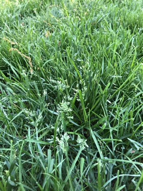Poa Annua Vs Poa Trivialis Difference And Similarities In Lawns Lawn Phix