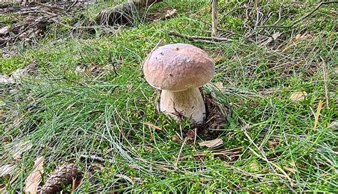 La Saison Des Champignons Chasseurs De Champignons