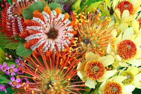 Bright Australian Native Flowers Stock Image Image Of Arrangement