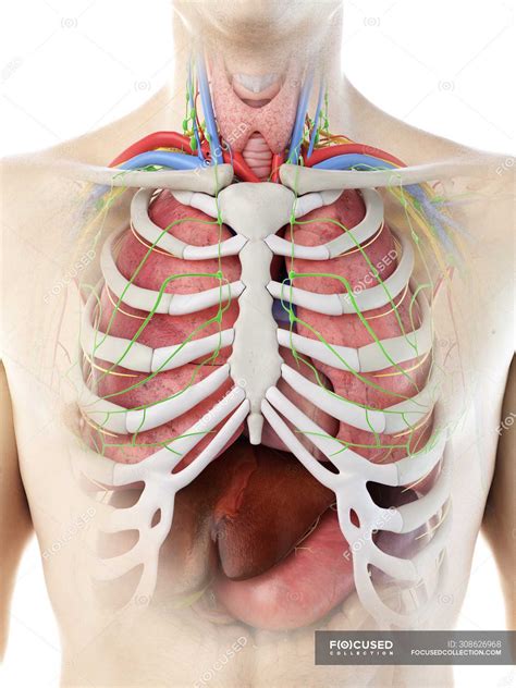 At the level of the pelvic bones, the abdomen. Male Anatomy Diagram : Diagram Illustrating The Male Chest ...