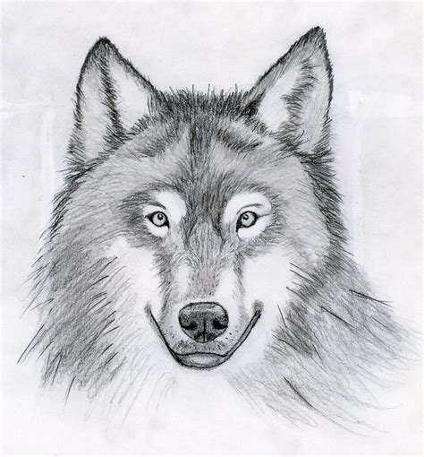 How To Draw A Easy Wolf Face In The World Don T Miss Out Howtodrawmouse7