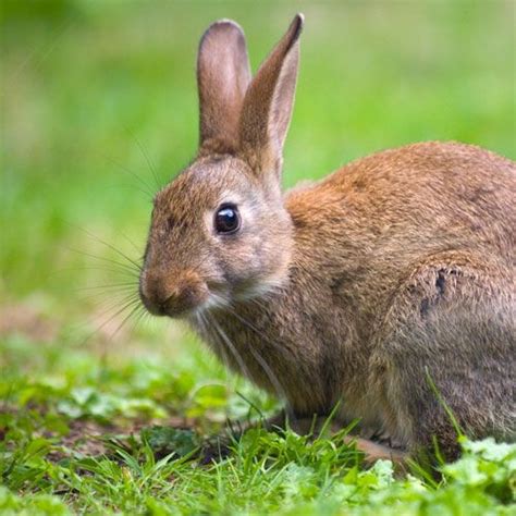 How to apply liquid fertilizer. Make Your Own Rabbit Manure Fertilizer | Animals, Wild ...