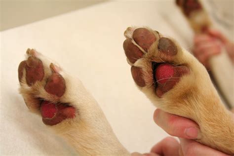 Interesting Facts You Didnt Know About Dog Feet Doglopedix