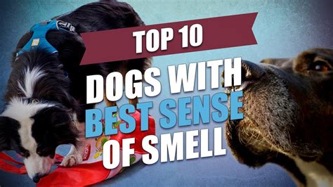 What Animal Has The Best Sense Of Smell The 10 Dog Breeds With The