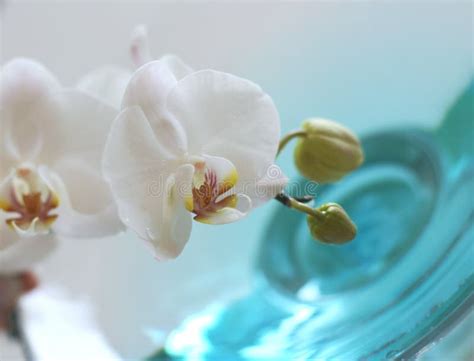 Orchidee Over Blauw Water Stock Afbeelding Image Of Behandeling