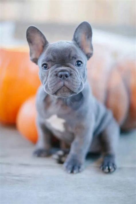 Blue Brindle French Bulldogs Available For Sale At Fowers Frenchies On