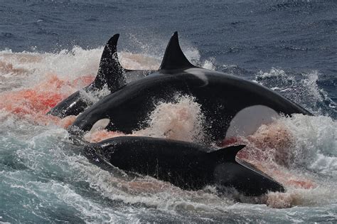 Type D Orcas Mysterious Stalkers Of The Southern Oceans Orcazine