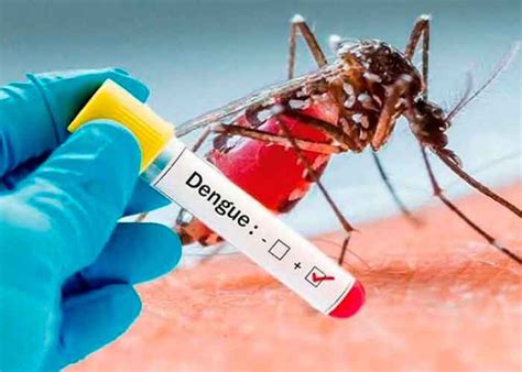 Dengue ¿qué Es Síntomas Causas Y Prevención