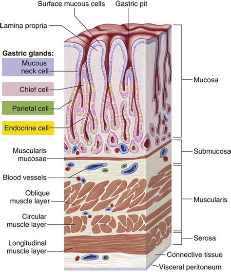 Mucosa Layer Of Gi Tract