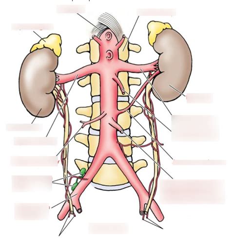 Abdominal Aorta Arteries Diagram Quizlet