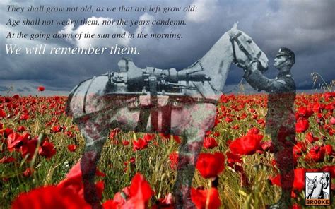 Remembrance Day Images Remembrance Day Poppy Poster Pictures Horse
