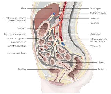 Peritoneum Anatomy