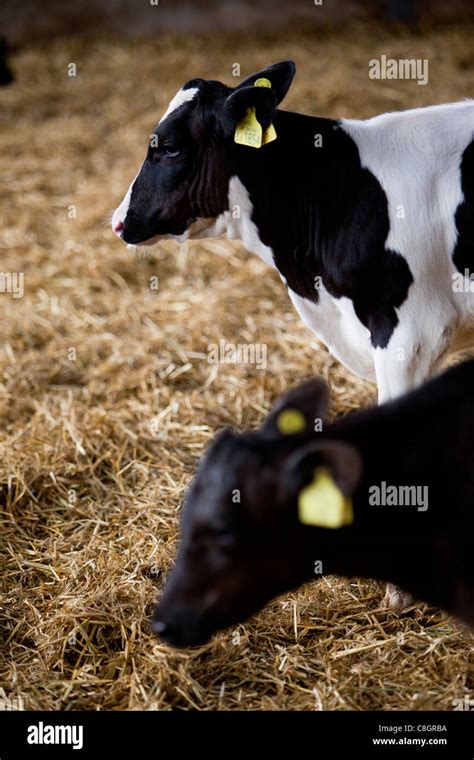 Young Veal Calves Feeding On A Freedom Food Acredited Farm Dorset