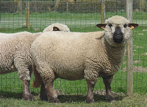 Sheep Rare Breeds Trust Of Australia Tidyhq