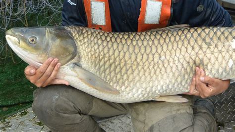 New Evidence Of Grass Carp In Three Great Lakes Great Lakes Now