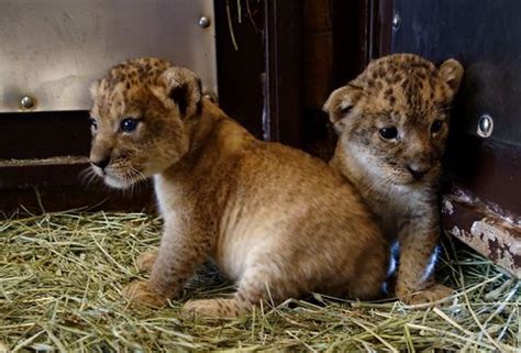Trio Of Furry Bellies Three Transvaal Lion Cubs Born At Honolulu Zoo