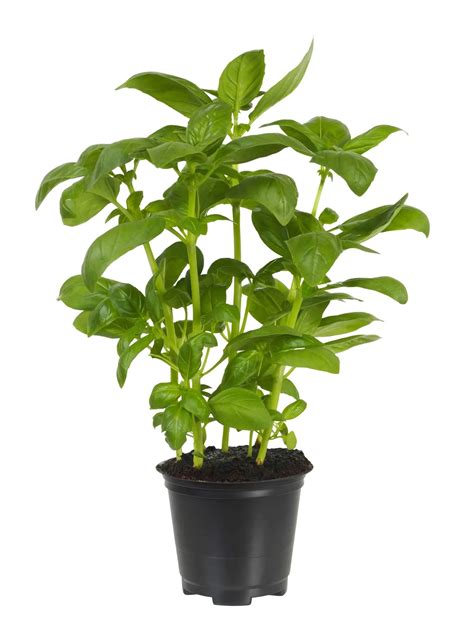 Mosquito-repellant plants that won't harm your pets