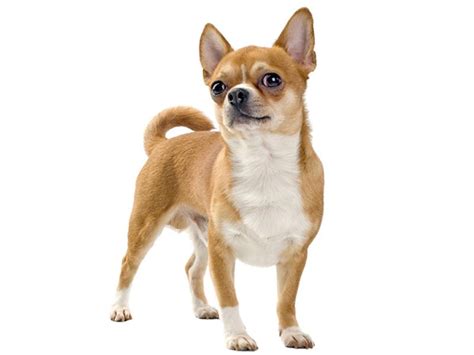 Small Dog Breed Pictures Slideshow