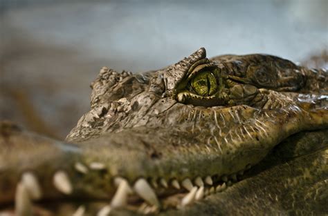 Nile Crocodile Wallpaper