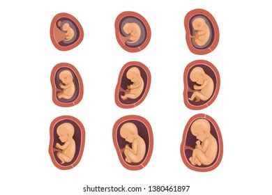 Process Fetal Development Pregnancy St Th Stock Vector Royalty Free