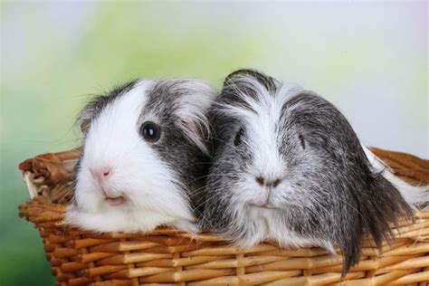 Guinea Pig Breeds Colors And Patterns With Pictures The Pet Savvy