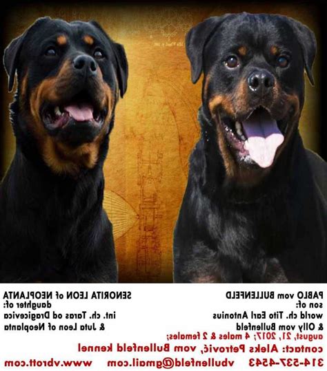 It never hurts to take a little time away from home and the hustle of work and life. How to Find Georgia Rottweiler Rescue
