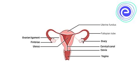 Reproductive System Definition Functions Organs Parts