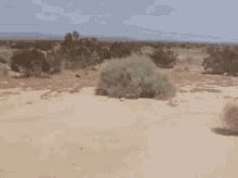 Tumbleweed Desert GIF Tumbleweed Desert Dry Spell Discover Share GIFs