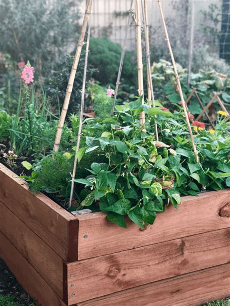 How To Grow A Kitchen Herb Garden And Cultivate It