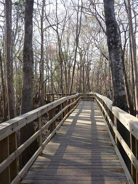 Free Photo Boardwalk Path Walkway Wooden Nature Forest Tree