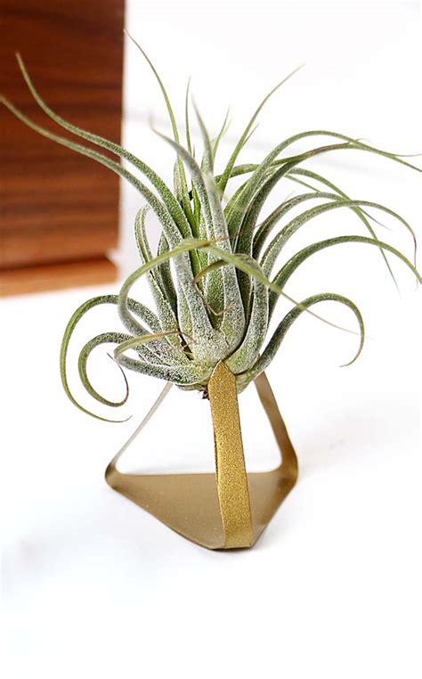 This diy air plant holder is very easy to make, and you likely already have most of the supplies to make it. DIY Metal Air Plant Stand - Happiness is...Creating