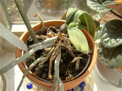 Splinters, cactus spines, thorns, toothpicks. The Plant Geek Chronicles: Diagnosis: Root Rot