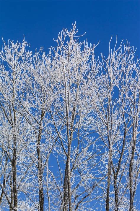 White Winter Wonderland With Blue Sky And Vertical Trees Stock Photo