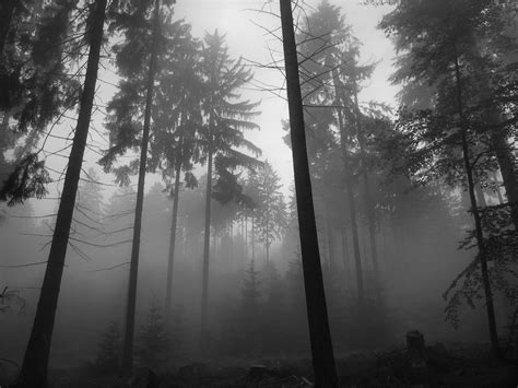 Black And White Trees Fog Wallpapers Hd Desktop And Mobile