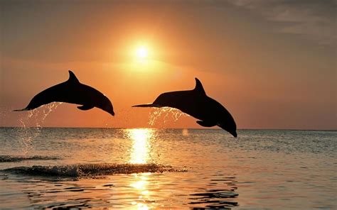 Sea Sunset Dolphins Phone Wallpapers