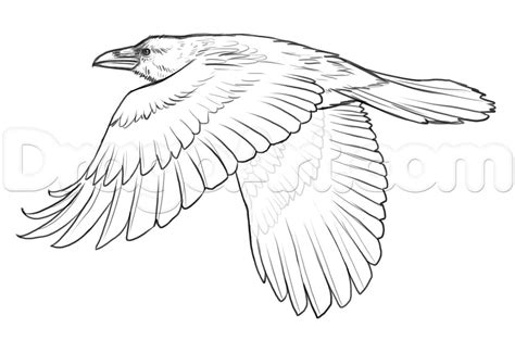 How To Draw Ravens Step 18 Flying Bird Drawing Crows Drawing Wings