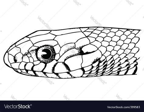 Snake Face Drawing Front View Snakes Represent Many Powerful Things