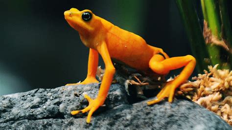 Amphibians Latest News Photos And Videos Wired