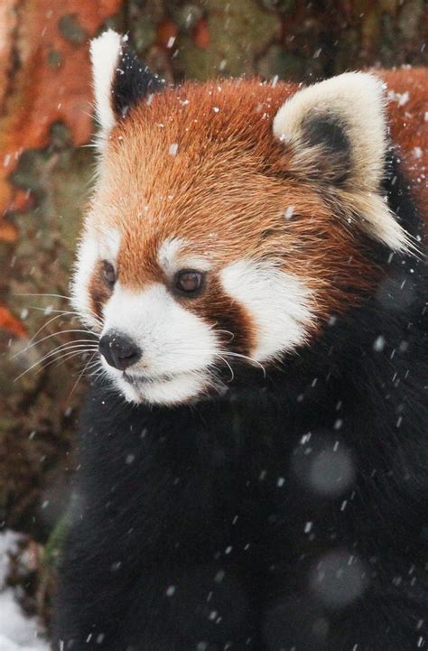 Magicalnaturetour Red Panda In Snow By Mark Dumont รูปสัตว์