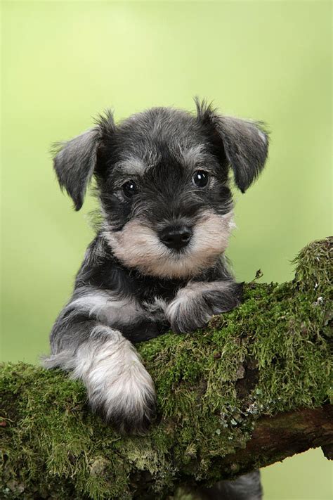 Miniature Schnauzer Puppy Photograph by John Daniels