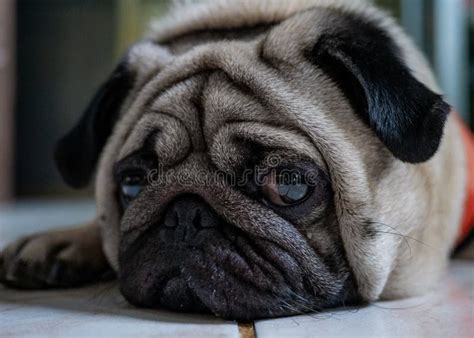 Close Up Photo Of Pug Dog Face Stock Photo Image Of Beautiful Close