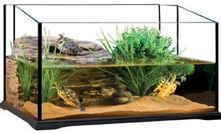 Red Eared Slider Habitat - Red Eared Slider Care | Turtle terrarium